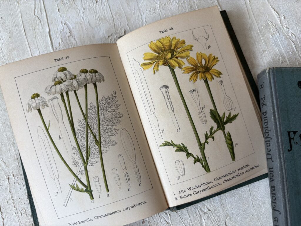 ドイツの植物図譜（J.Sturm）マーガレット
