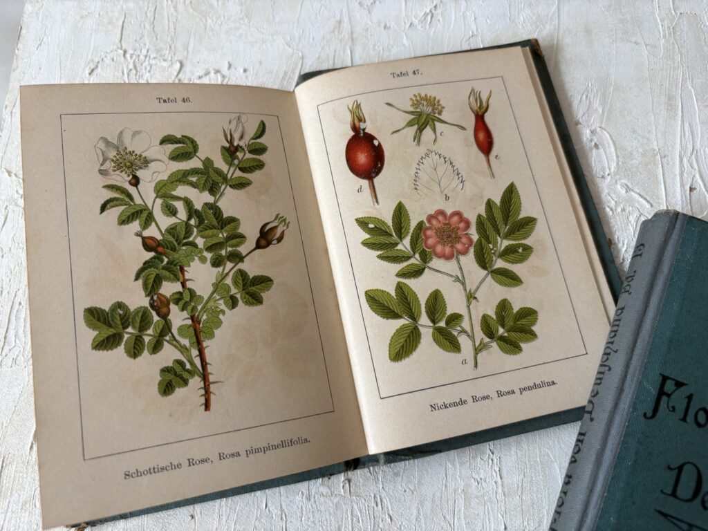 ドイツの植物図譜（J.Sturm）野薔薇
